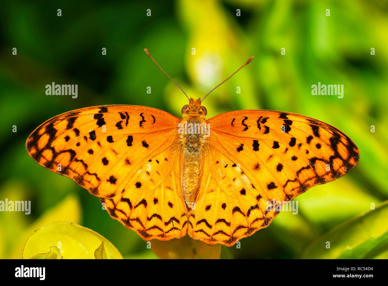 Comune di leopard butterfly, phalantha Phalanta, Mumbai, Maharashtra, India Foto Stock