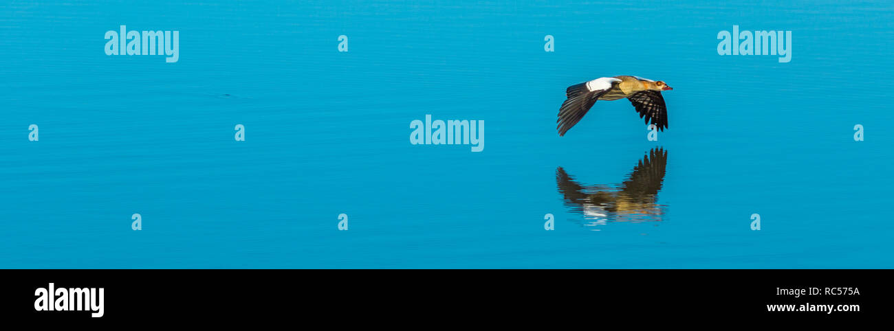 Panoramica di oca egiziana a volare su un lago nel Parco Nazionale di Kruger, Sud Africa. Alopochen Aegyptiaca specie. Membro dell'anatra, oca, e Swan famiglia anatidi. Che vivono in Africa sub-sahariana. Foto Stock