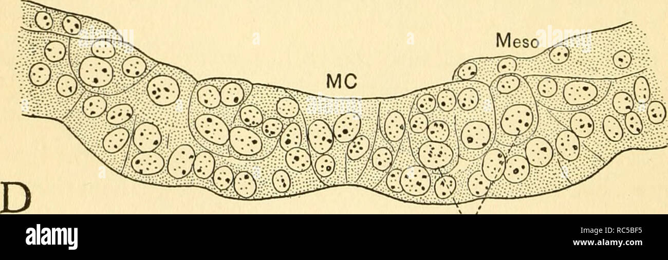 . L'embriologia del miele delle api. Honeybee; le api. Nbl Fig. 48. Sezioni trasversali attraverso il ectoderm ventrale di embrioni del miele delle api, che mostra la segregazione del neuroblasts (N.bl) e l'dermatoblasts (DBL), e la formazione delle cellule gangliari (GngC) dal nipote celle del neuroblasts. Una, regione toracica, stadio VII; B, metà del secondo segmento toracico, Fase VIII; &gt;C, la metà anteriore del secondo segmento toracico, Fase VIII; D, secondo segmento toracico, Stadio IX.. Si prega di notare che queste immagini vengono estratte dalla pagina sottoposta a scansione di immagini che possono essere state migliorate digitalmente f Foto Stock