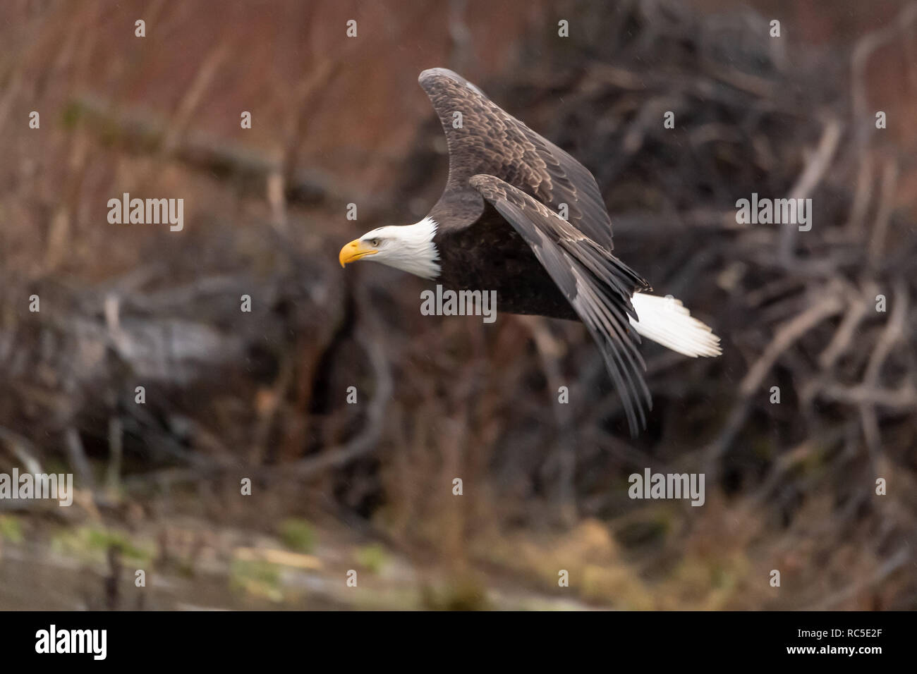 Aquila calva (Haliaeetus leucocephalus) inflight nel Nordovest del Pacifico Foto Stock