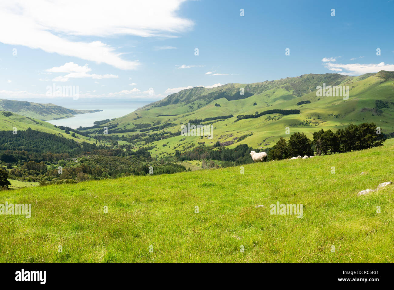 Penisola di Banks, Isola del Sud, Nuova Zelanda Foto Stock