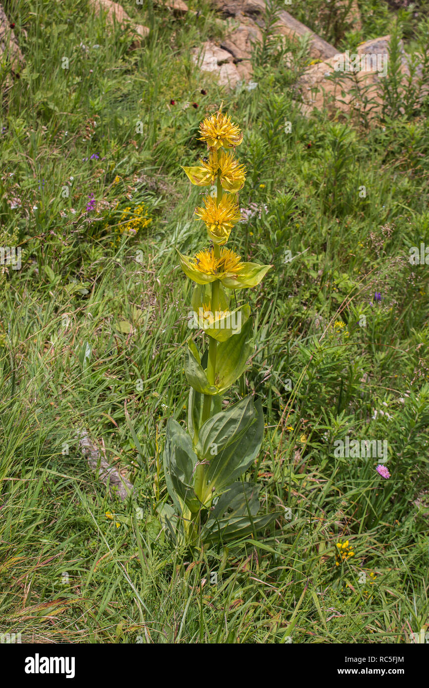 Il grande giallo - genziana lutea Gentiana Foto Stock