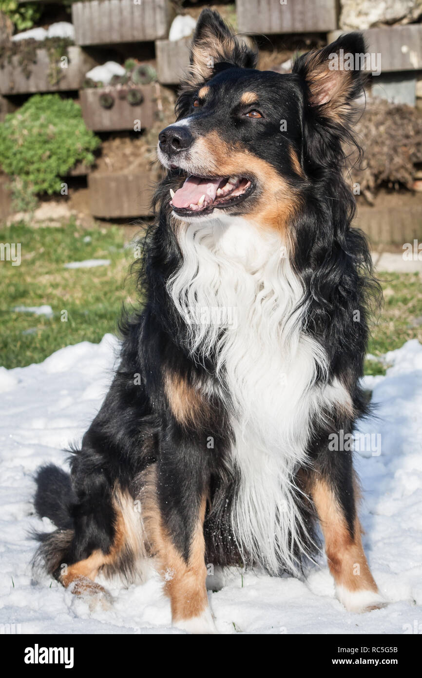 Tricolore Australian Shepherd dog sitter Foto Stock