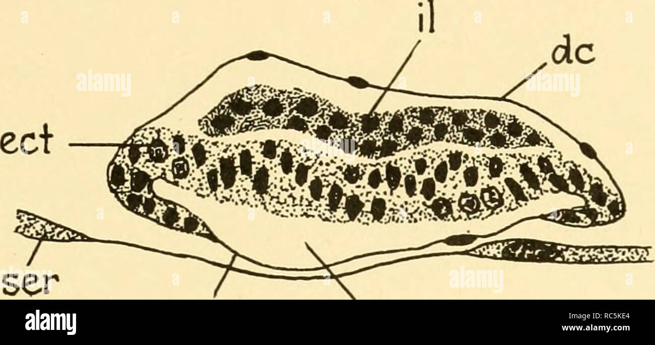 . Embriologia di insetti e myriapods; la storia evolutiva degli insetti, millepiedi e millepedes da uovo desposition [!] alla schiusa. Embriologia -- insetti; embriologia -- Myriapoda. coel Fig. 148.-locusta. Sezione trasversale stcond segmento mascellare, di 56 ore di embrione, {coel) Coelomic cavità, {ect) Ectoderm, {mes) mesoderma formando coelomic sac.. ser am am.cav Fig. 149.-Locwsto. Sezione trasversale del nono segmento addominale di settantadue ore di embrione. {Am) Amnion, {am. cav) cavità amniotica, {dc) provvisoria chiusura dorsale, {ect) ecto- derm, {il) strato interno, {ser) Serosa. mes coel. Si prega di notare che queste Foto Stock