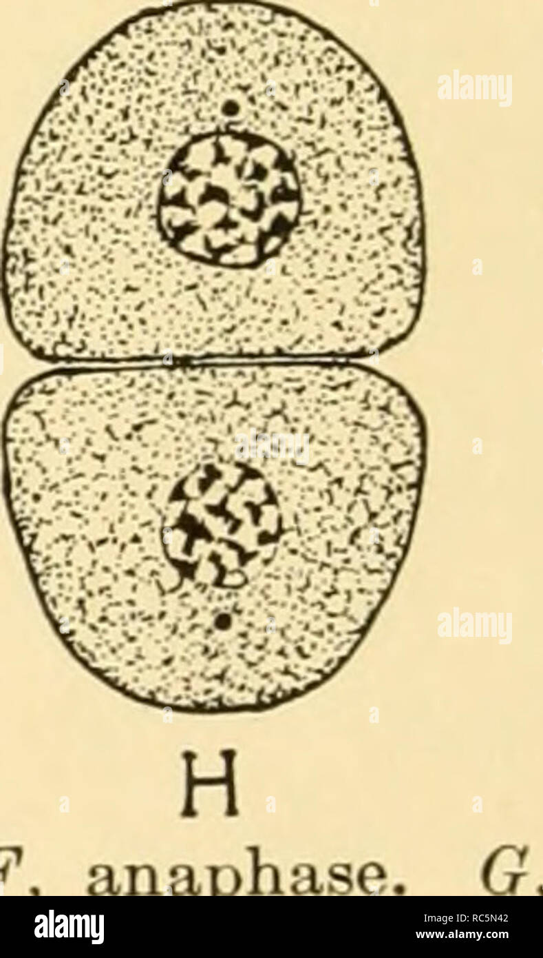 . Embriologia di insetti e myriapods; la storia evolutiva degli insetti, millepiedi e millepedes da uovo desposition [!] alla schiusa. Embriologia -- insetti; embriologia -- Myriapoda. Fig. 2.- E F ^ mitosi. Una, fase di riposo. B-D, prophase. E, metafase. F, anaphase, telophase. H, fine telophase tornando alla fase di appoggio.. diversi pezzi. Questa è la fase prophase. La parete nucleare si rompe quando il spireme segmenti in un certo numero di organismi chiamati "Cromoterapia-" somes {C,D). Questi organismi risultano disposti in una piastra all'equatore di un mandrino a metà strada tra il centrosomes. In t Foto Stock