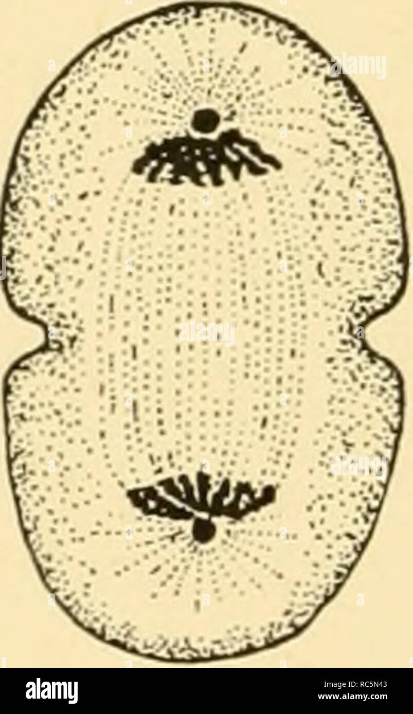 . Embriologia di insetti e myriapods; la storia evolutiva degli insetti, millepiedi e millepedes da uovo desposition [!] alla schiusa. Embriologia -- insetti; embriologia -- Myriapoda. Fig. 2.- E F ^ mitosi. Una, fase di riposo. B-D, prophase. E, metafase. F, anaphase, telophase. H, fine telophase tornando alla fase di riposo. Si prega di notare che queste immagini vengono estratte dalla pagina sottoposta a scansione di immagini che possono essere state migliorate digitalmente per la leggibilità - Colorazione e aspetto di queste illustrazioni potrebbero non perfettamente assomigliano al lavoro originale. Johannsen, O. A. (Oskar Augusto), 1870-1961; B Foto Stock