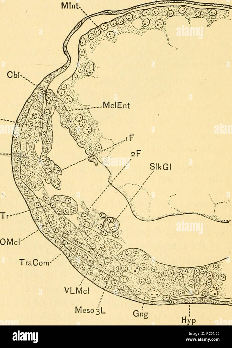 . L'embriologia del miele delle api. Honeybee; le api. 200 L'embriologia del miele delle api dei muscoli (VLMcl). La strato somatiche dei tubi mesodermica appare ora a forma di cuneo in sezione, la sua estremità più ampia rivolta mesiad e ventrad, ed inoltre è suddiviso longitudinalmente in una interna sottile strato singolo di cellule, la rudiment della dorsale dia- phragm (DDph), ed una porzione esterna composta da più strati di cellule, che sono di forma longitudinale dorsale muscoli (DLMcl). Il tuorlo ha continuato a contrarsi, disegno lontano dal mesoderma per tutta la sua estensione in modo che i seni epineurale è esteso da Foto Stock