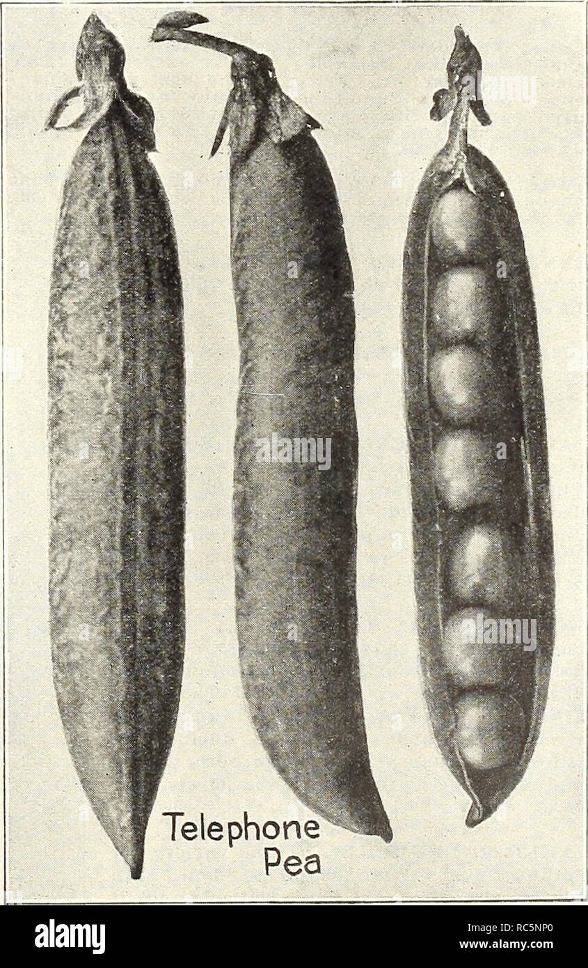 . Dreer di giardinieri del mercato all'ingrosso listino prezzi : affidabile i semi di ortaggi, i semi di fiori, giardino requisiti, attrezzi, fertilizzanti Insetticidi, ecc. Giardinaggio di vegetale le attrezzature e le forniture dei cataloghi; attrezzature da giardinaggio e fornisce cataloghi; semi cataloghi. Secondo precoci e medie varietà senatore. Pods circa quattro pollici di lunghezza, ben riempito di medie dimensioni piselli rugosi che sono molto dolce. Altezza, 3 piedi. 2 libbre, 60 cts.; 10 libbre, $2,50; 100 libbre, $22.00. LINCOLN. Un bel pisello inglese che cresce di 1 per cento piedi alto e produce lungo e di colore verde intenso cialde in coppie. 2 libbre, 70 cts.; 10 libbre, $3.00; Foto Stock