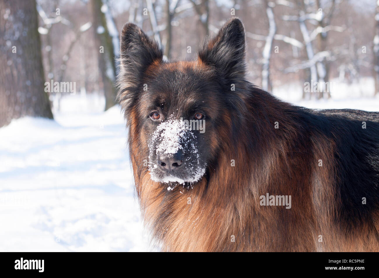 Cane pastore tedesco il divertimento in inverno bosco innevato Foto Stock