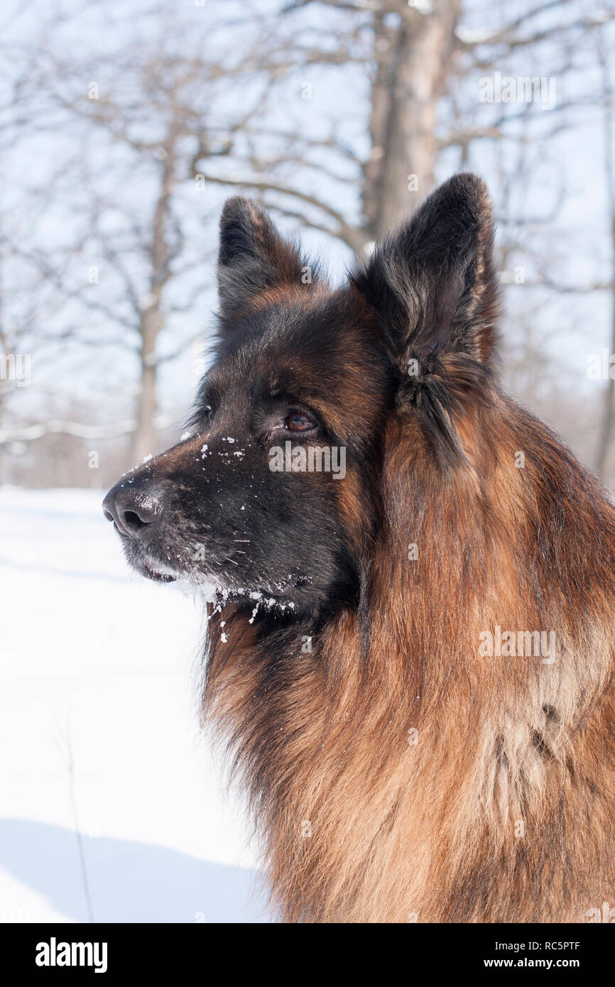 Cane pastore tedesco il divertimento in inverno bosco innevato Foto Stock