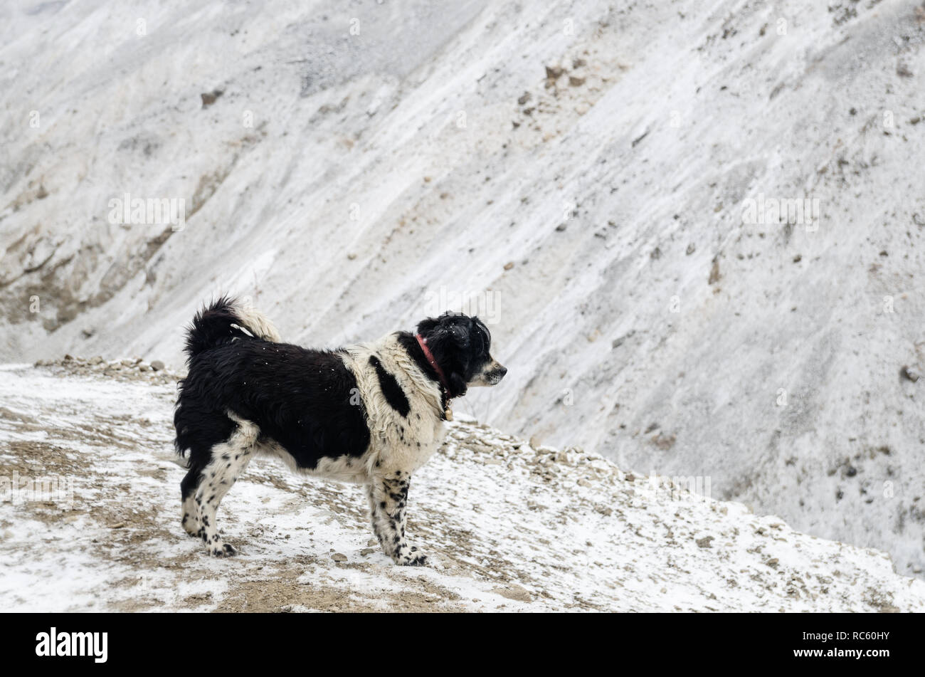 Cane in Thorung Phedi su un giorno nevoso, Circuito di Annapurna, Nepal Foto Stock