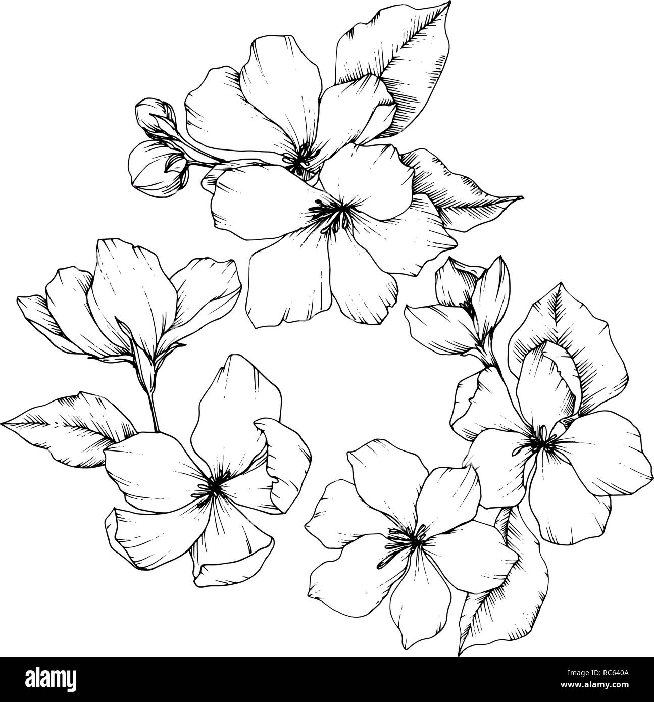 Vettore Apple Blossom floreale di fiori botanica. Bianco e nero inchiostro inciso art. Fiori isolati illustrazione elemento. Illustrazione Vettoriale