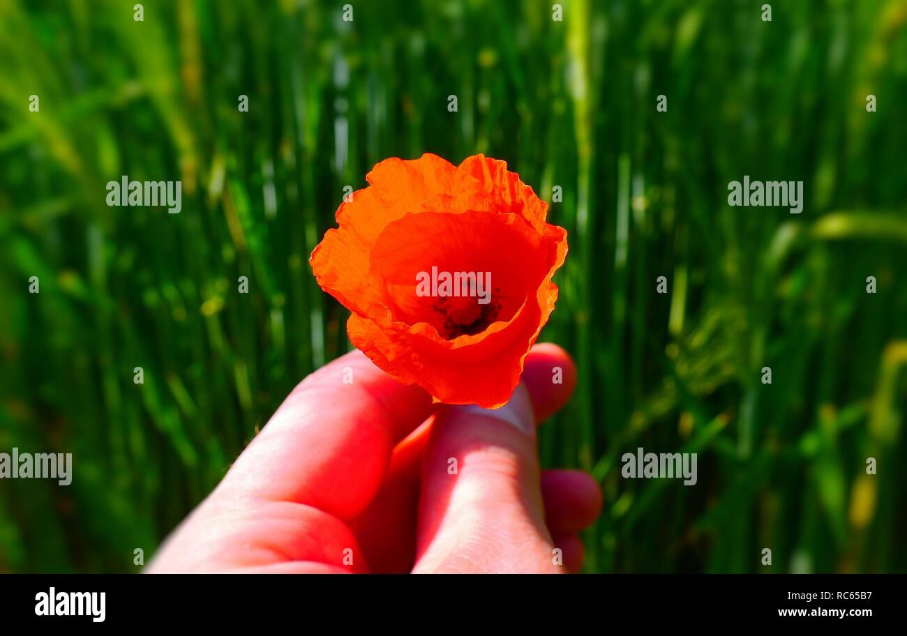 Fiore di papavero presentato come un dono con un campo in background Foto Stock