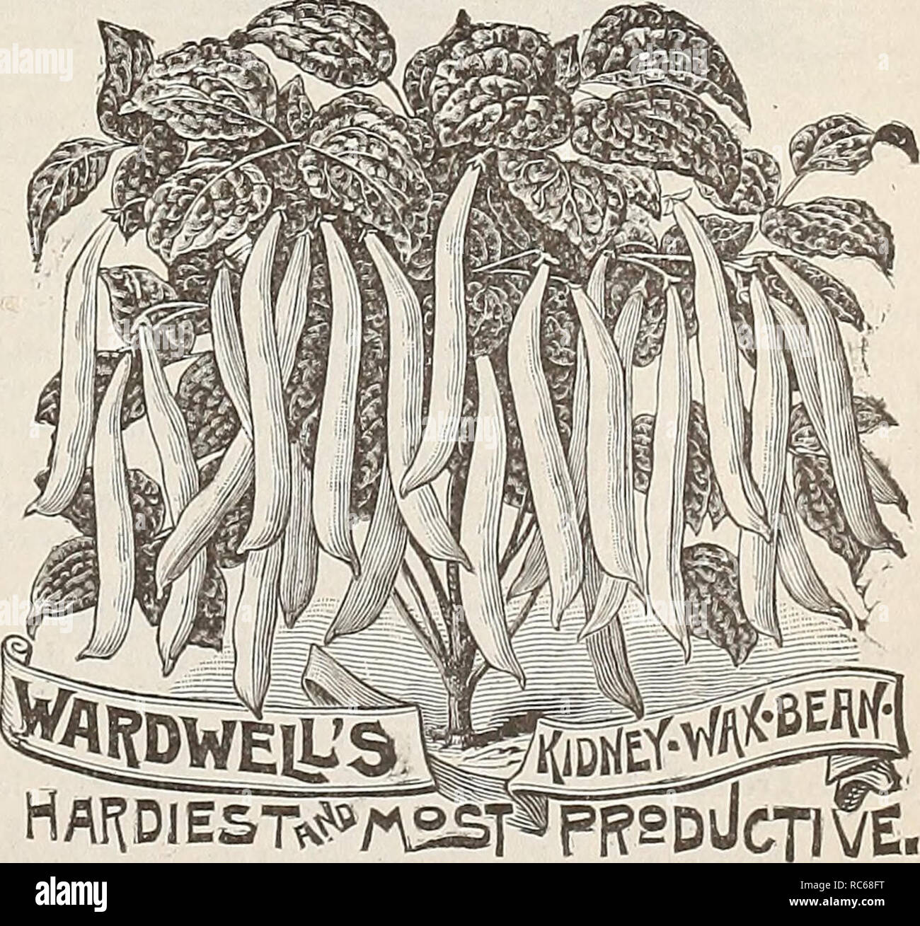 . Dreer giardino del calendario per il 1892 : un catalogo di scelta vegetale, campo e semi di fiori nuovo, rare e splendide piante di attrezzi da giardino e fertilizzanti. Cataloghi di sementi; vivaio cataloghi; attrezzature da giardinaggio e fornisce cataloghi; fiori Semi cataloghi; semi di ortaggi cataloghi. Nero migliorato migliorata di cera cera nera. Questo è un grande miglioramento rispetto alla vecchia cera nera; cialde quando adatta per l'uso sono di tipo ceroso giallo- bassa, molto tenera, deli- cious e produttivi. Pkt. 10 cts., qt. 40 cts., peck $2.00, BU. $6.00. Improved Golden cera. Un nuovo e val- uable varietà, molto meglio di quello comune di Golden Foto Stock