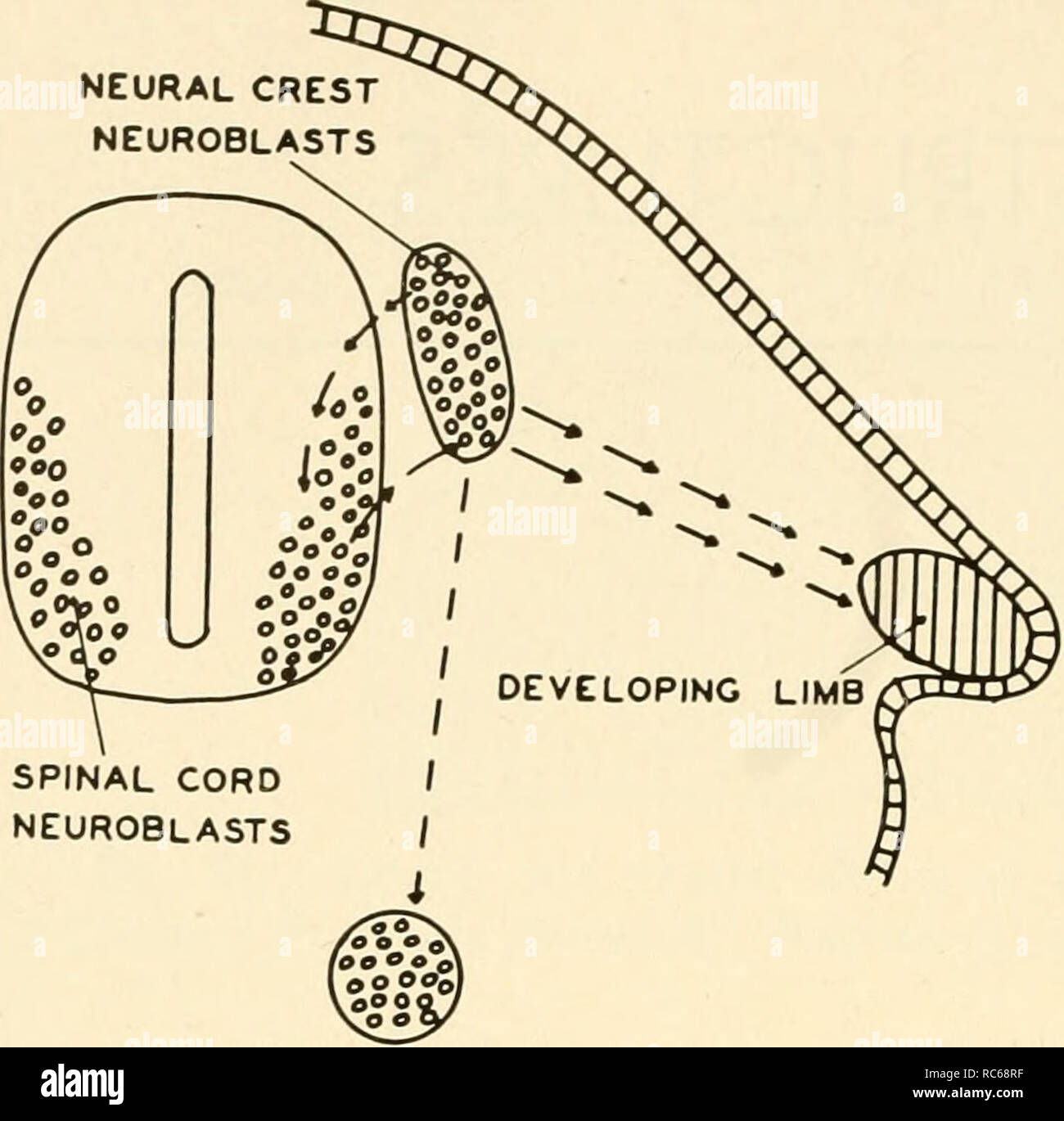 . Embriologia. Embriologia; embriologia; genealogia. 142 embriologia. Fig. 82. Il rapporto dell'arto in via di sviluppo alla neuroblasts che formano i nervi degli arti. Il neuroblasts sono mostrati come piccole cellule arrotondate nel tubo neurale e nella cresta neurale. Una linea tratteggiata indica la migrazione di neuroblasts dalla cresta neurale per la regione in cui la i gangli simpatici formerà. Le frecce che collegano la cresta neurale con il midollo spinale mostrano il percorso di sviluppo di nervi. Analogamente le frecce dalla cresta neurale all'arto indicano il percorso dell'arto nervi. Ciò che dirige o induce Foto Stock