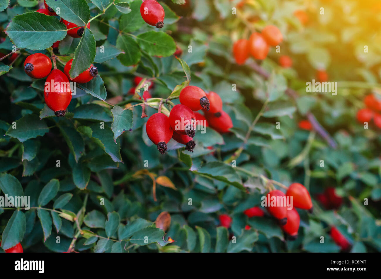 Boccola di un rosa canina ai raggi del sole nella sera. Il verde delle foglie e bacche di colore rosso Foto Stock