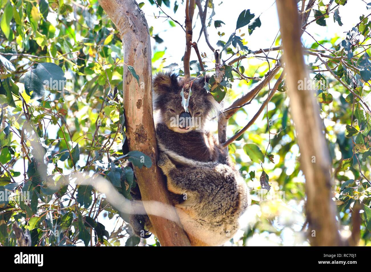 Il Koala Bear seduti in un albero di eucalipto, Australia Foto Stock