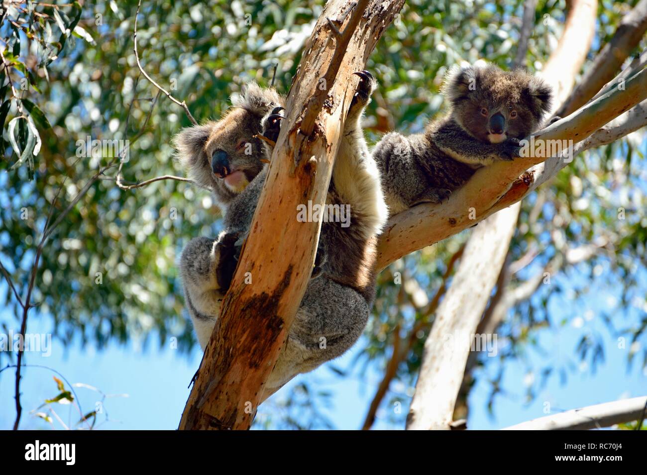 Il Koala Bear seduti in un albero di eucalipto, Australia Foto Stock