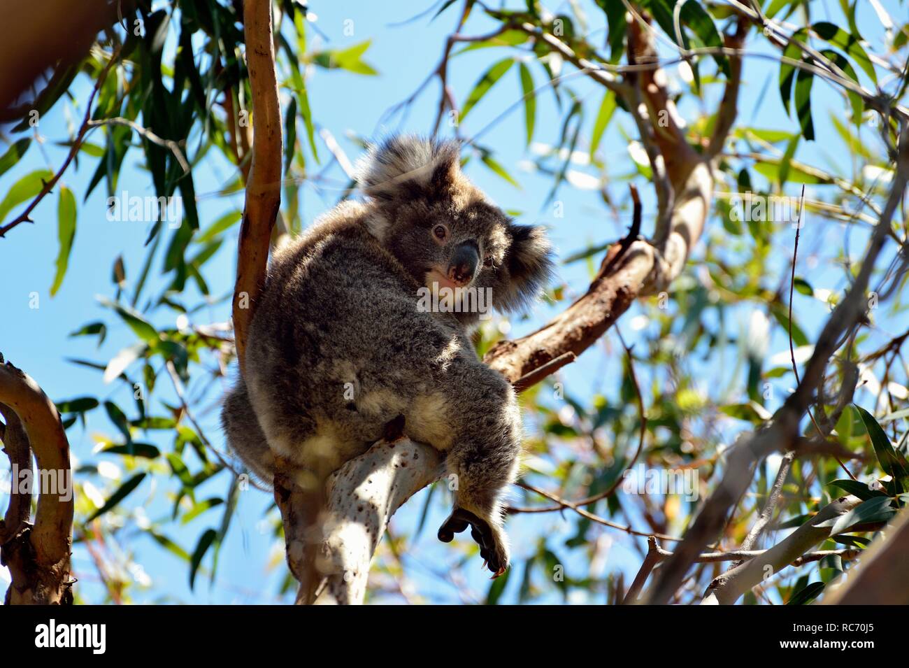 Il Koala Bear seduti in un albero di eucalipto, Australia Foto Stock