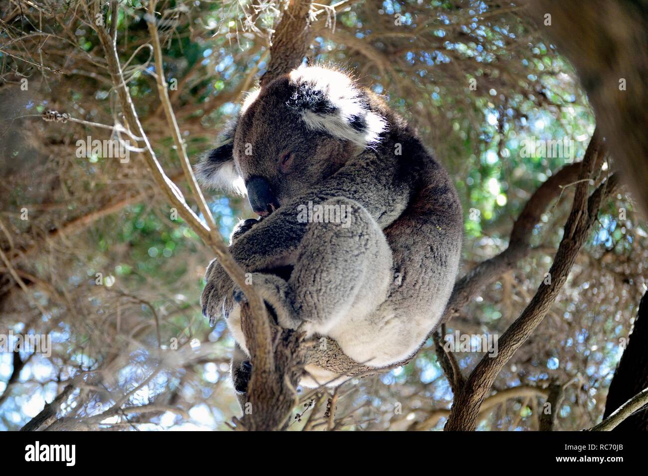 Il Koala Bear seduti in un albero di eucalipto, Australia Foto Stock