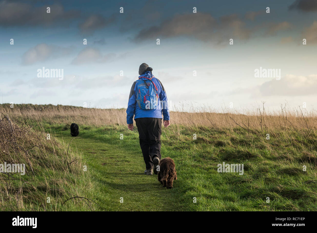 Un dog walker e i suoi cani su un sentiero sulla West Pentire in Newquay Cornwall. Foto Stock