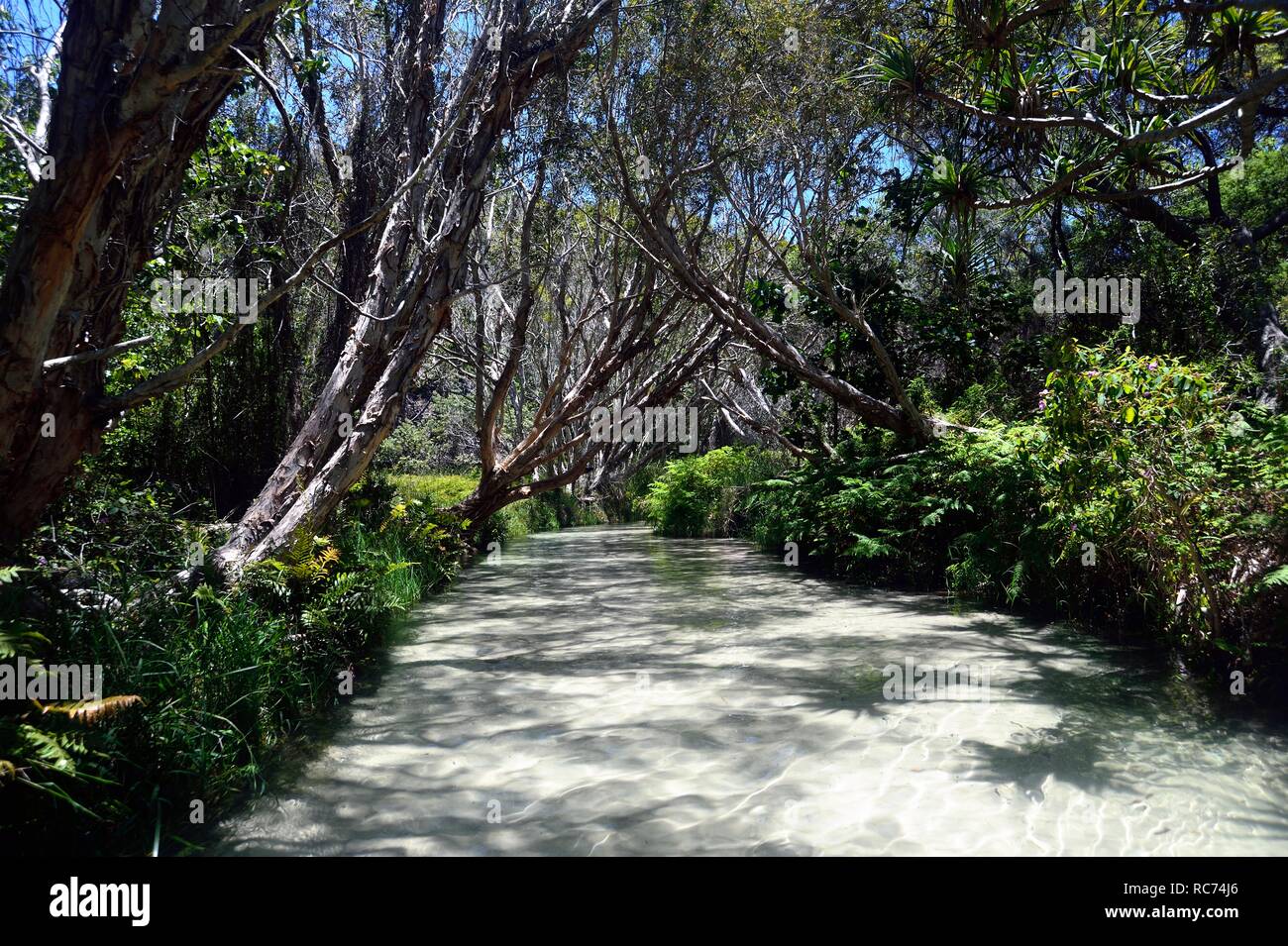 Eli Creek su Fraser Island, in Australia Foto Stock