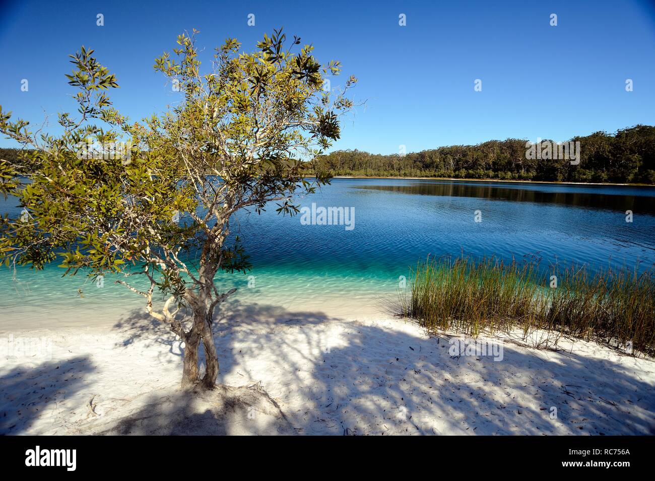 Lago McKenzie su Fraser Island in Australia Foto Stock
