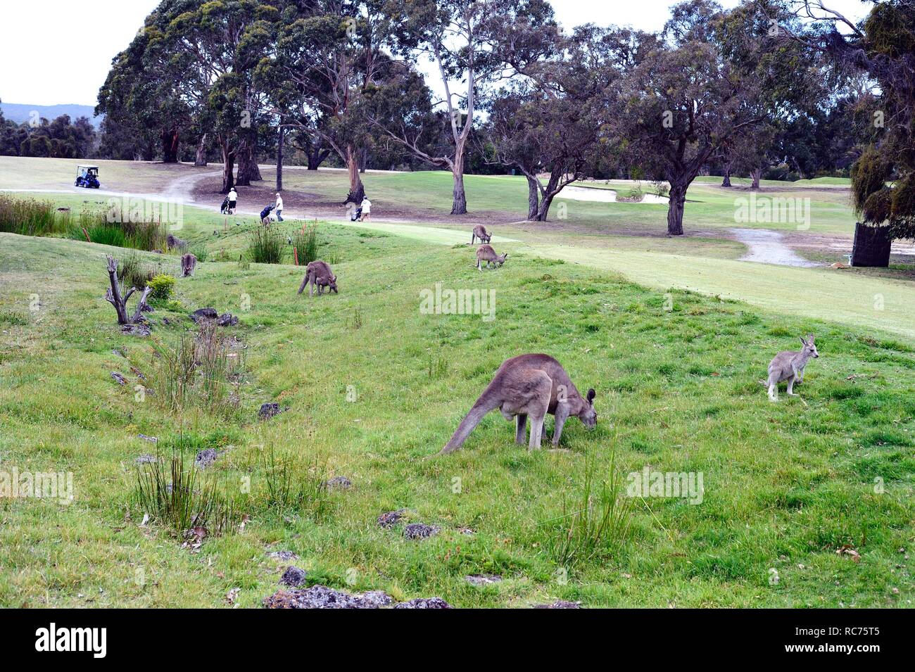 I canguri di pascolare su un campo da golf Foto Stock