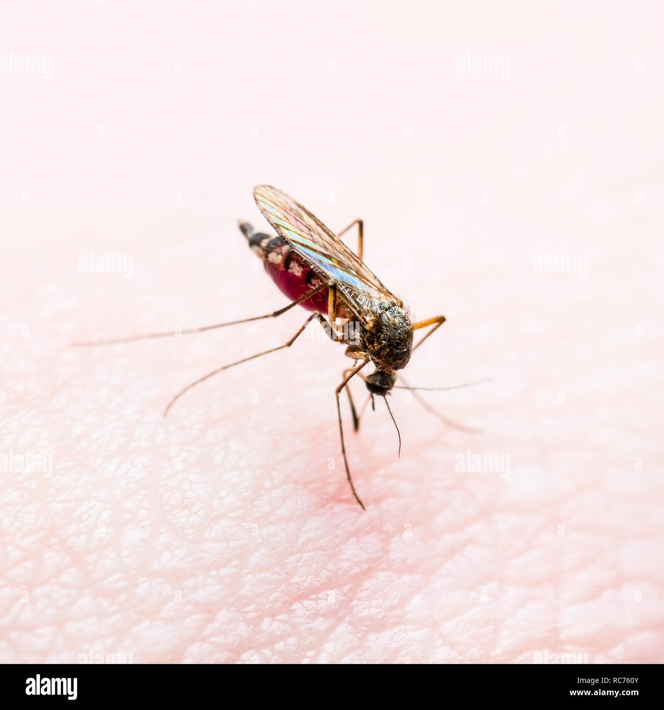 La febbre gialla, la malaria o Virus Zika zanzara infetta Macro di insetti Foto Stock