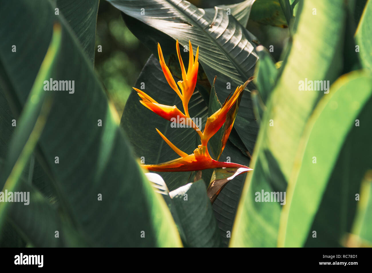 Strelitzie, uccello del paradiso Fiore (gru, fiori arancio fiori asiatici) Heliconia ( Heliconia aurantiaca ) esotici fiori tropicali nella giungla gard Foto Stock