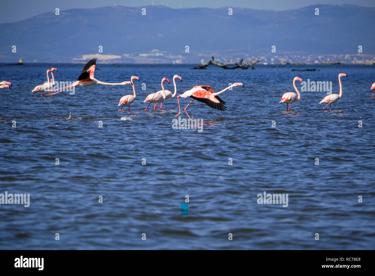 Un gregge di fenicottero maggiore (Phoenicopterus roseus) in volo. Fotografato nel delta del fiume Evros, Tracia, Grecia. Nel mese di ottobre Foto Stock