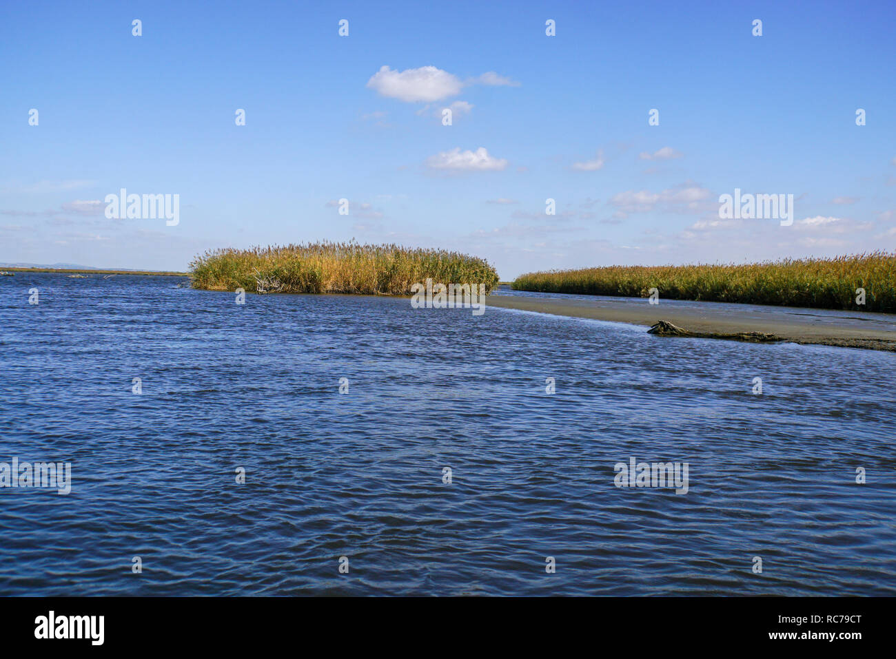 Canne di crescere nella palude causati dal fiume Evros, Tracia, Grecia Foto Stock