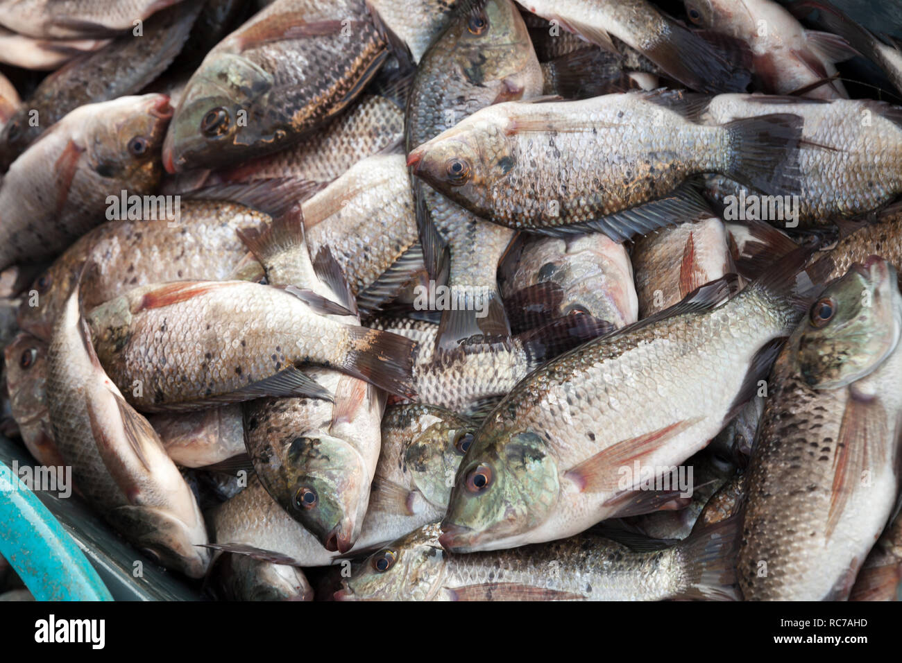 Cattura di pesce. Sargo o saraghi pesci lay in scatola di plastica su un mercato di Alessandria, Egitto Foto Stock