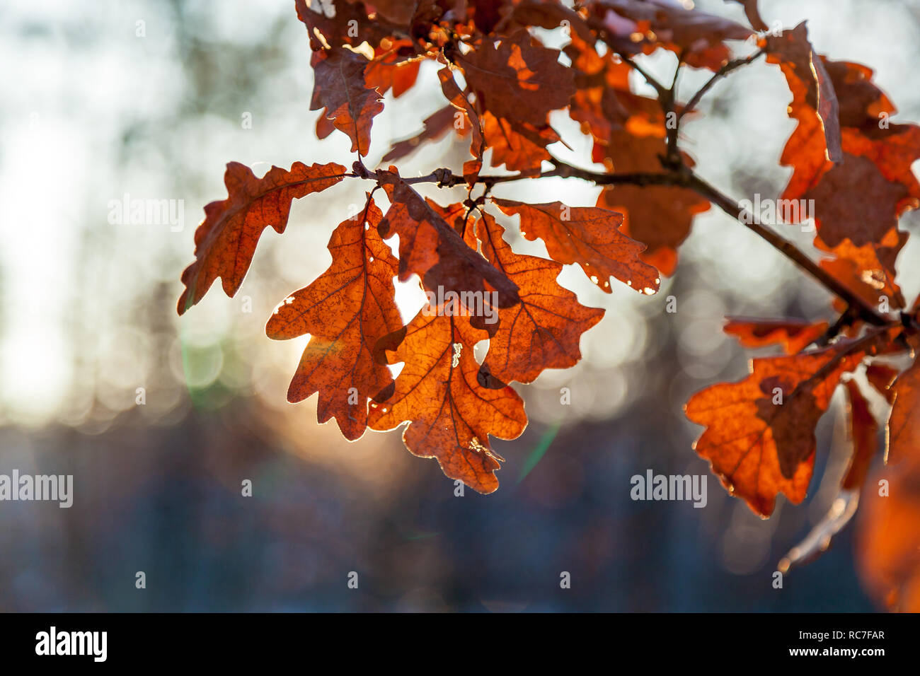 Secco foglie di quercia di colore rosso si accende dalla luce solare Foto Stock