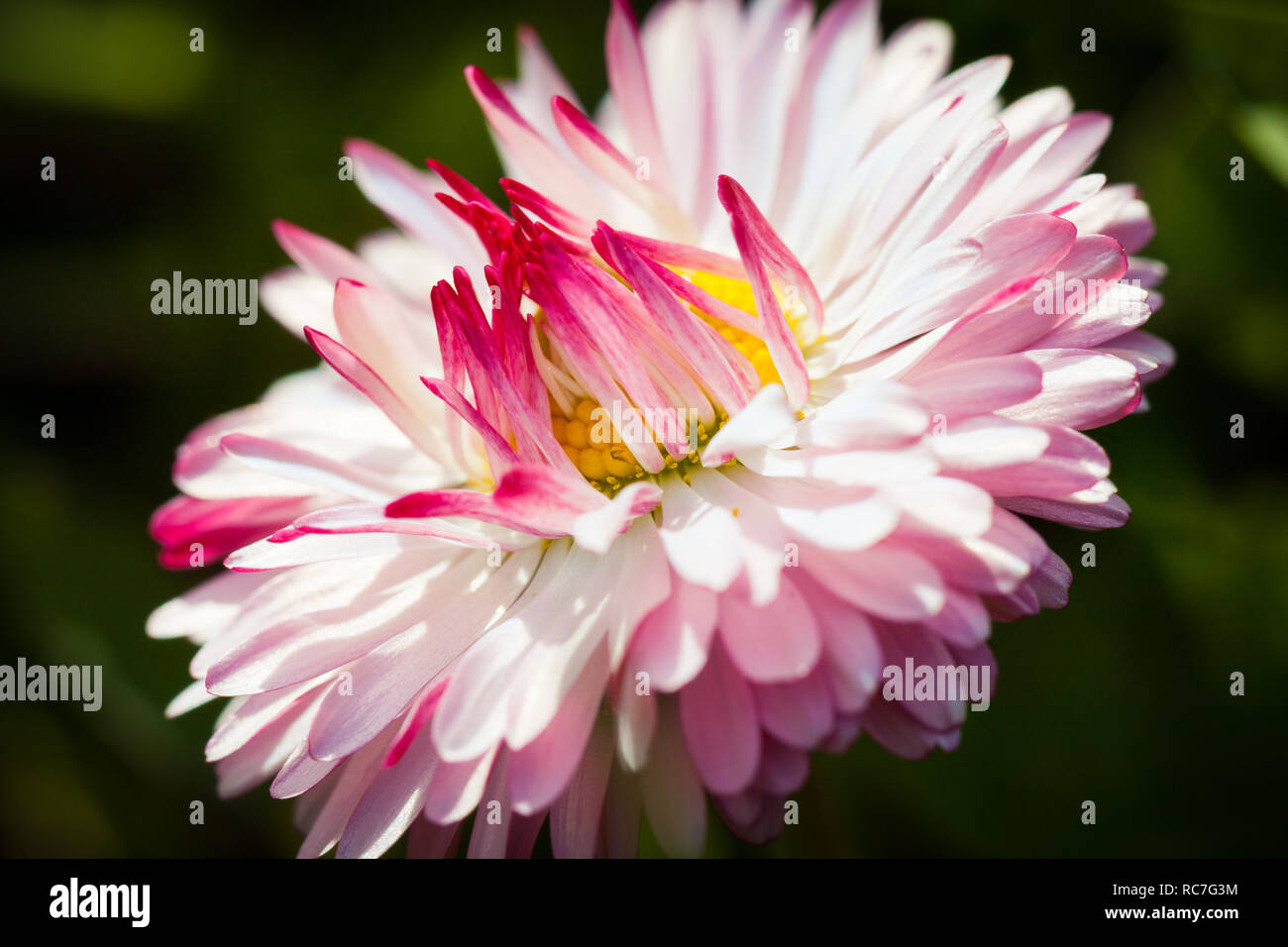 Bellissimo fiore che sboccia Chiudi vista Foto Stock