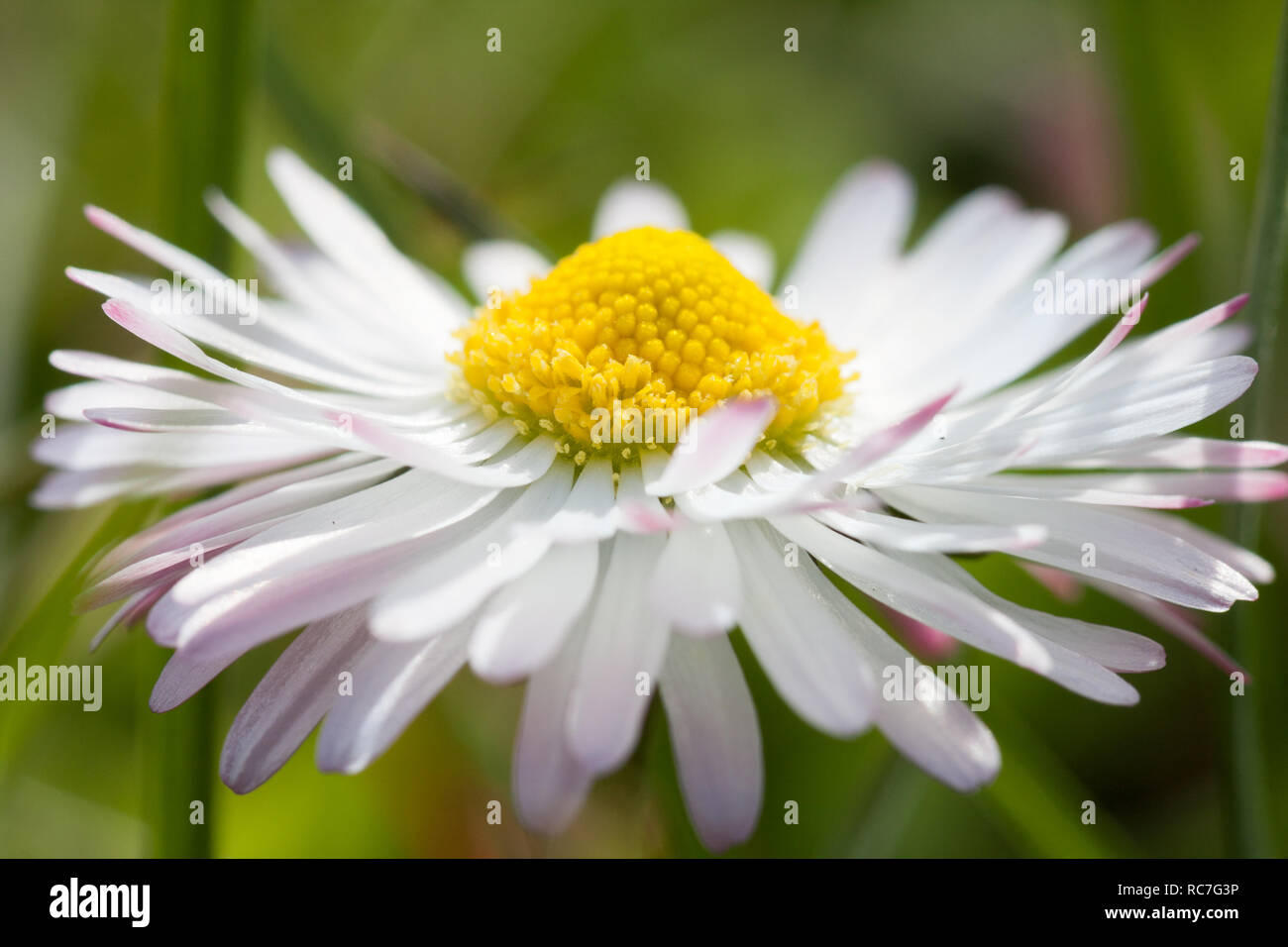 Bellissimo fiore che sboccia Chiudi vista Foto Stock