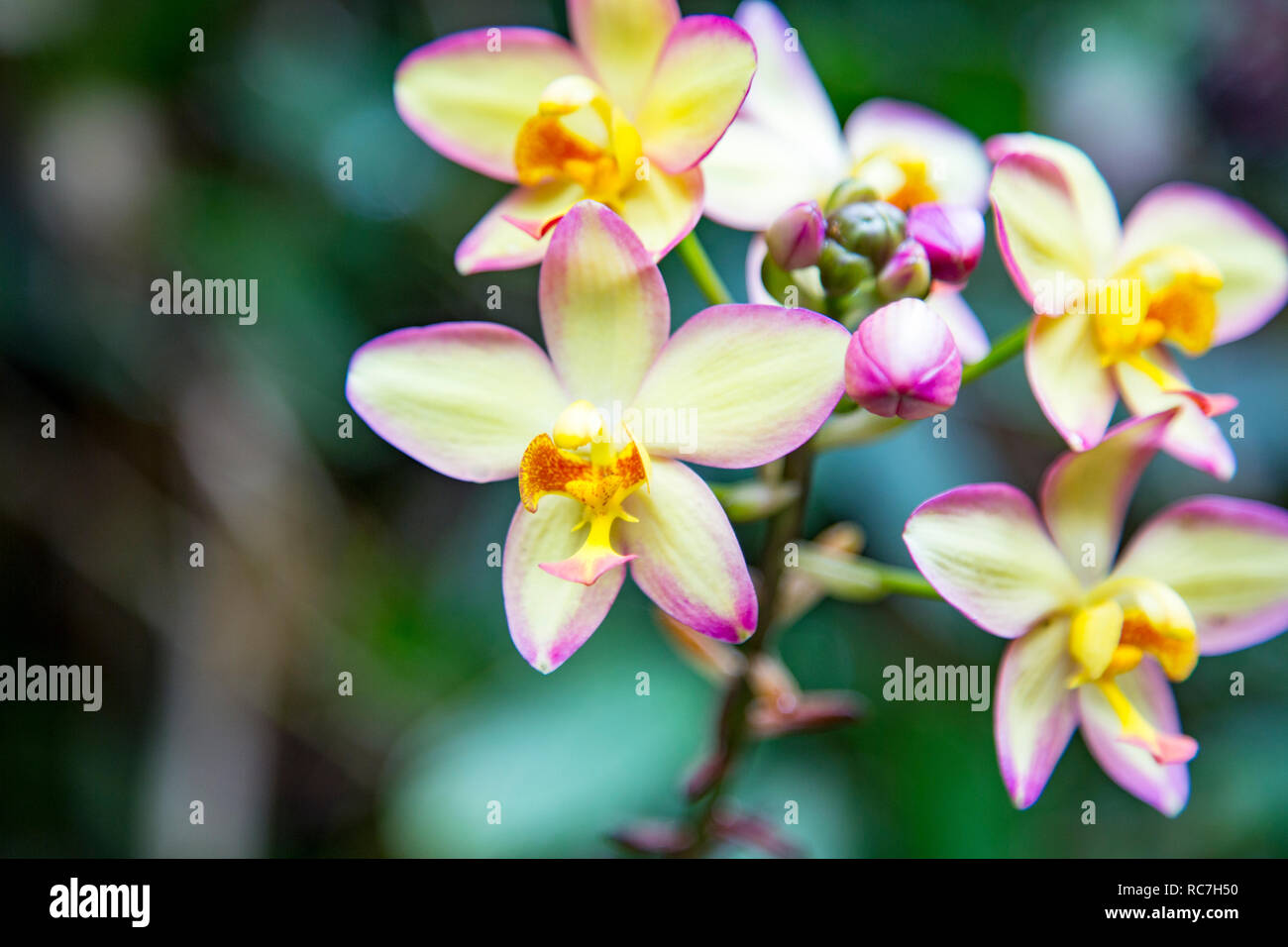 Mazzo di orchidee (Spathoglottis, Penang bellezza) nella Tropicale Giardino Botanico Hawaii Foto Stock