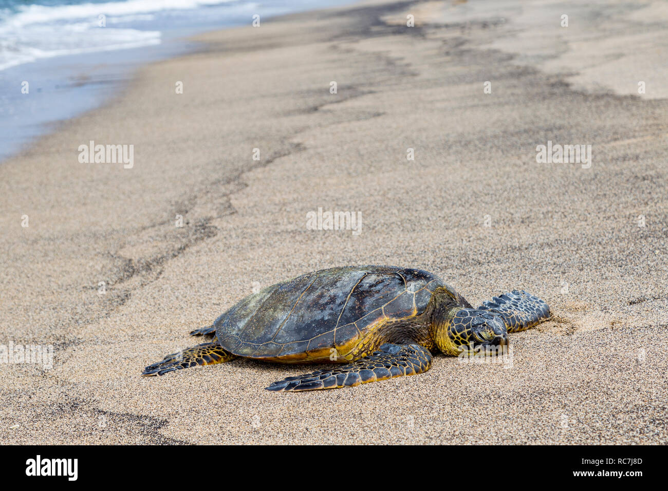 Sea Turtle di prendere un bagno di sole sulle rive della Baia di Honokohau, Hawaii Foto Stock