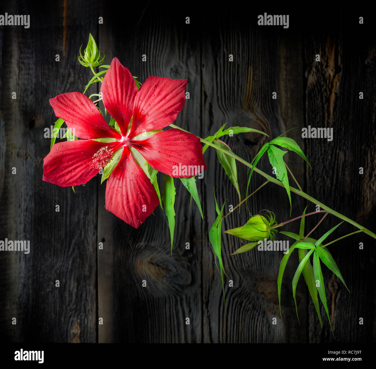 Hibiscus coccineus o scarlet rosemallow, è un ardito Hibiscus specie che assomiglia molto a Cannabis sativa. È anche noto come Texas star, brillante Foto Stock