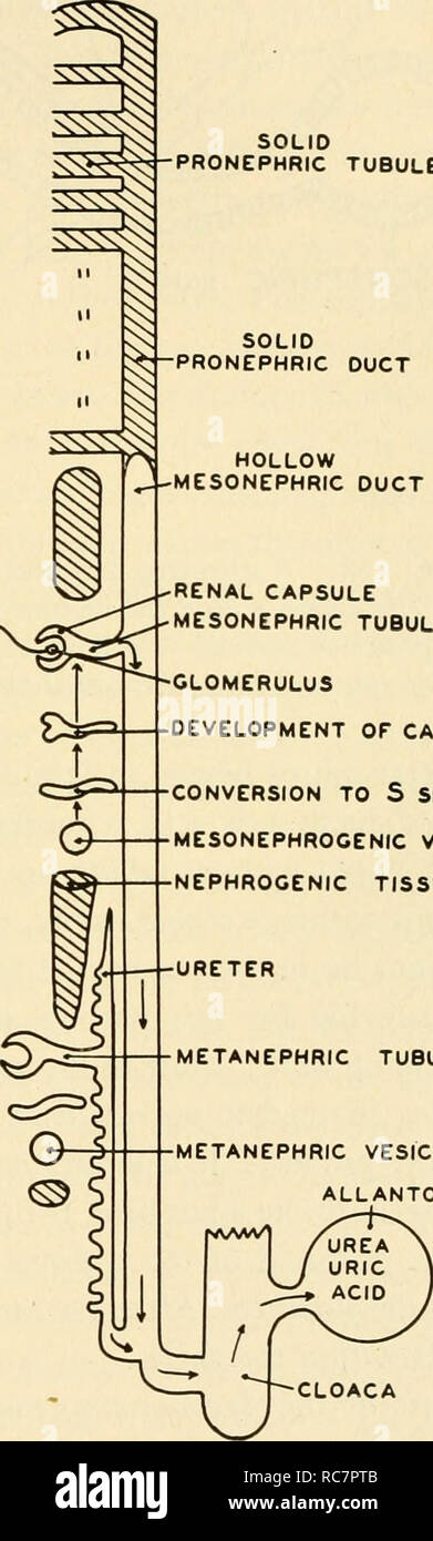 . Embriologia. Embriologia; embriologia; genealogia. Fig. 117. Lo sviluppo del pronephros, mesonephros e metanephros. A sinistra: La mesodermica somiti da 5 a 35. Da 5 a 16, la pronephros consiste di tubuli solido e di un condotto di solido. Da 20 a 2 5 è una regione attiva di differire- entiation del mesonephros. Dato che le singole parti del meso- nephros cominciano a formare nelle regioni anteriore prima, formata completamente capsula renale è mostrato di fronte somite 21. Di fronte somite 26 un mesonephro- vescicola genica è mostrato che si è formata dal nephrotome. A livello di somite 25 il mesonephric ves Foto Stock