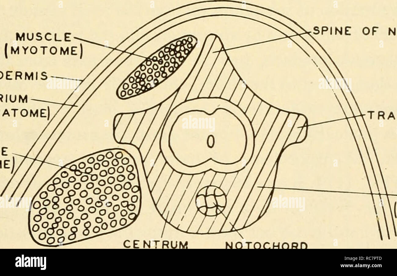 . Embriologia. Embriologia; embriologia; genealogia. Condotto MESONEPHRIC NEPHROTOME muscolo (MYOTOME) epidermide CORIUM (DERMATOME) muscolo (MYOTOME. Il dorso di arco neurale processo trasversale -SCLEROTOME CARTILAGINE] "RUM NOTOCHORD Fig. 116. Top: una sezione trasversale di un inizio di embrione di pulcino, che mostra le tre divisioni principali del mesoderma-l'somite, il nephrotome e il mesoderma laterale. Centro: una fase successiva di sviluppo. Il somite mostra una segregazione in tre gruppi di celle. Un aggregazione allentati cf celle, la sclerotome, migra intorno al tubo del nervo e notochord. Il resto del somite Foto Stock