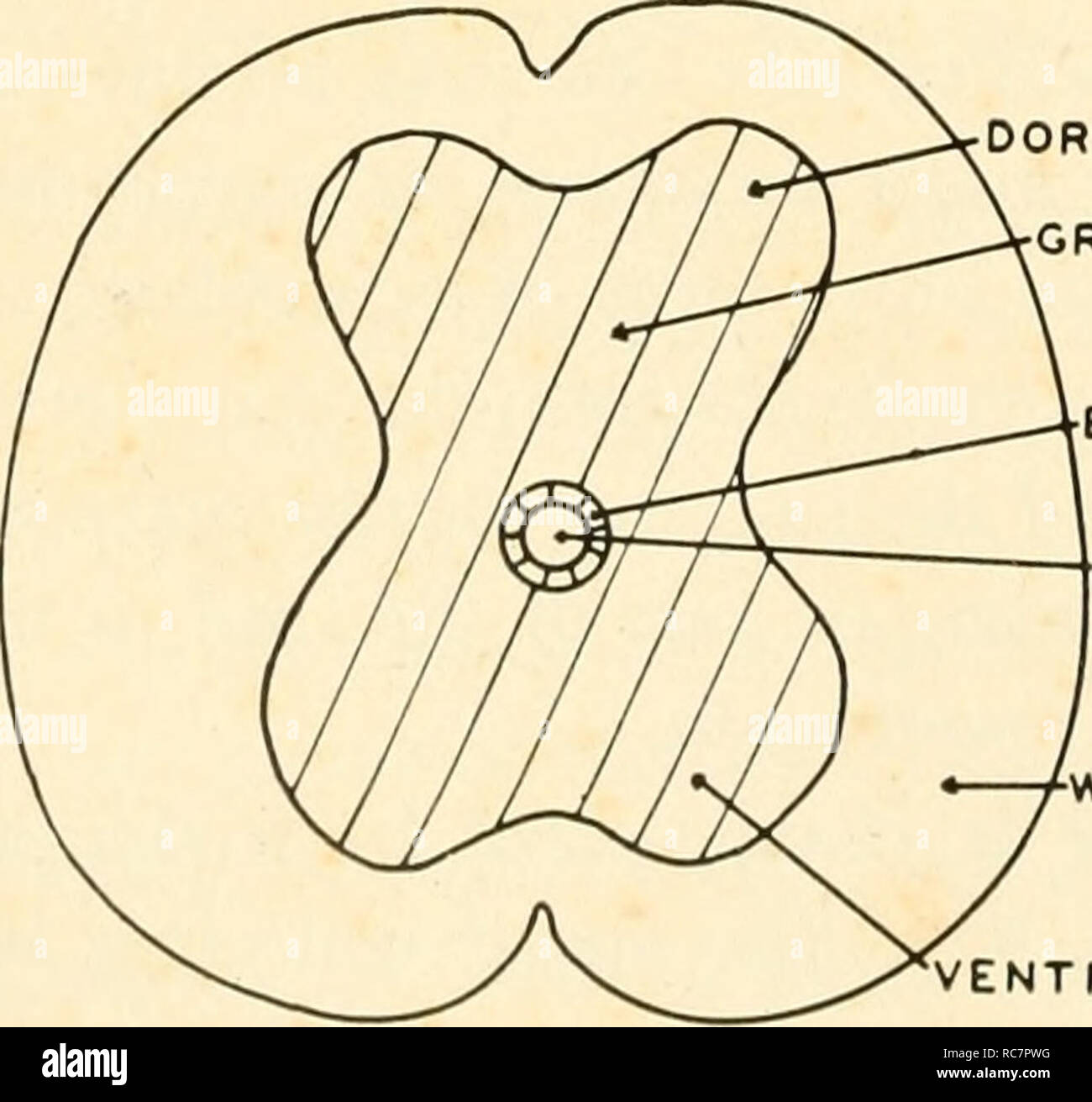 . Embriologia. Embriologia; embriologia; genealogia. Canale centrale di materia bianca AREA MOTORINO. Corno dorsale di materia grigia le cellule ependimali layer canale centrale di materia bianca ENTRAL HORN Fig. 95. Differenziazione all'interno del midollo spinale. Top: una fase precoce, con un grande canale centrale rivestito da uno strato le cellule ependimali. Neuro- blasti sono concentrate in uno strato esterno, mentre la materia bianca è alla periferia del cordone. Il re- gione di attraversamento delle fibre nervose è denominata la commissura anteriore. Colter: il canale centrale e di epen- dymal strato sono relativamente più piccoli e una grande area di cellule nervose sur- arrotonda il epend Foto Stock