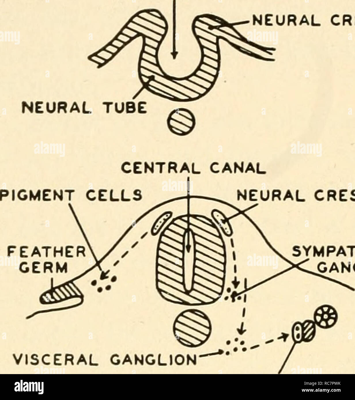 . Embriologia. Embriologia; embriologia; genealogia. 160 embriologia v, pieghe neurali NOTOCHORD PIASTRA NEURALE CENTRAL CANAL •neural crest B Fig. 94. La formazione e de- velopment del tubo neurale. In un futuro il midollo spinale e i gangli spinali sono semplicemente una piastra di elon- gated cellule. Questa piastra si ripiega a formare un tubo, come in B. quando le pieghe fusibile una striscia di tessuto è pizzicato off su entrambi i lati e questo tessuto è chiamato la cresta neurale. In C il tubo neurale è mostrato con un canale centrale, mentre la cresta neurale cellule migrano per formare i gangli simpatici e anche la più profonda che giace gangli viscerali. Foto Stock