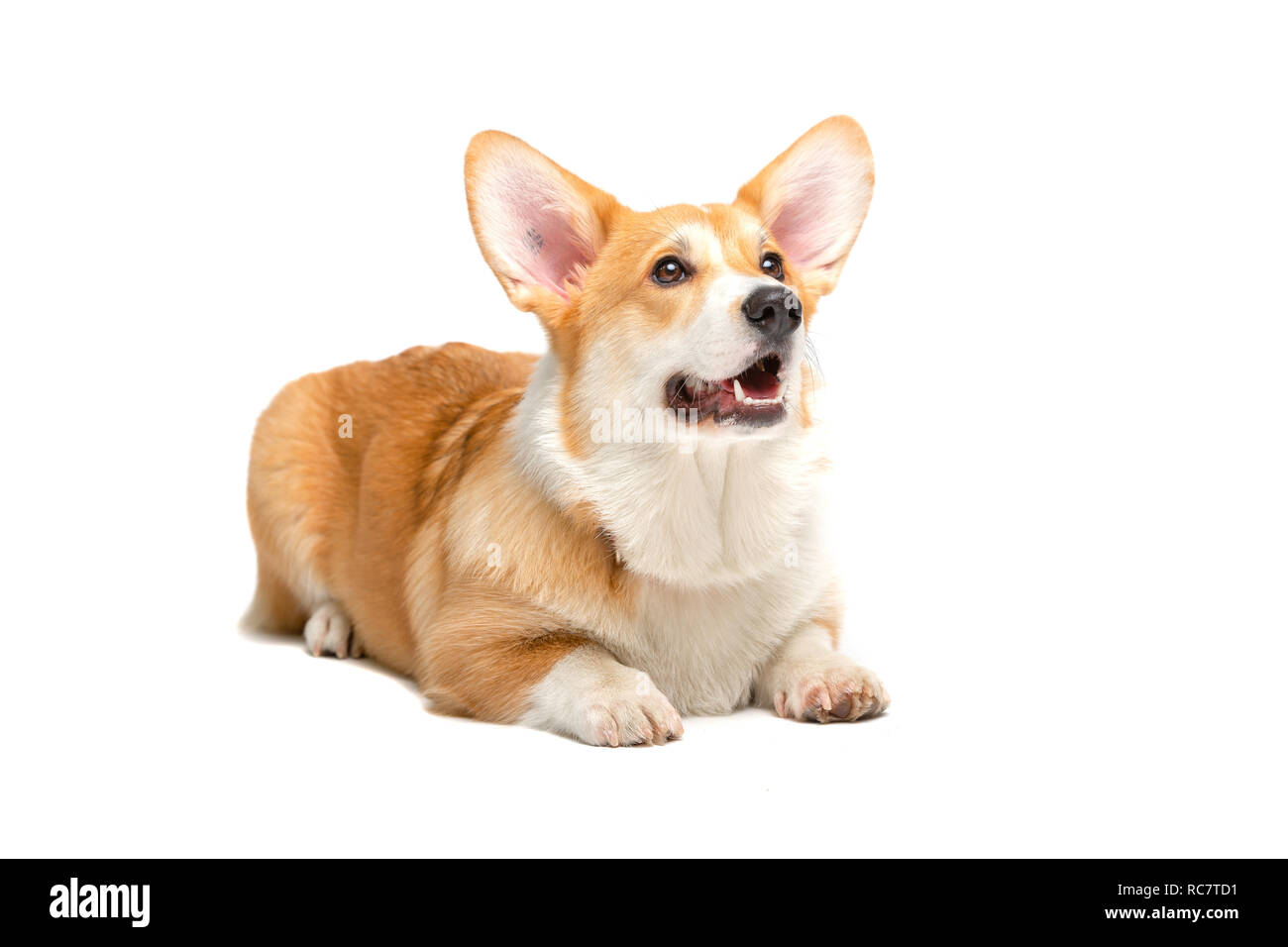 Corgi Fluffy cane isolato Foto Stock