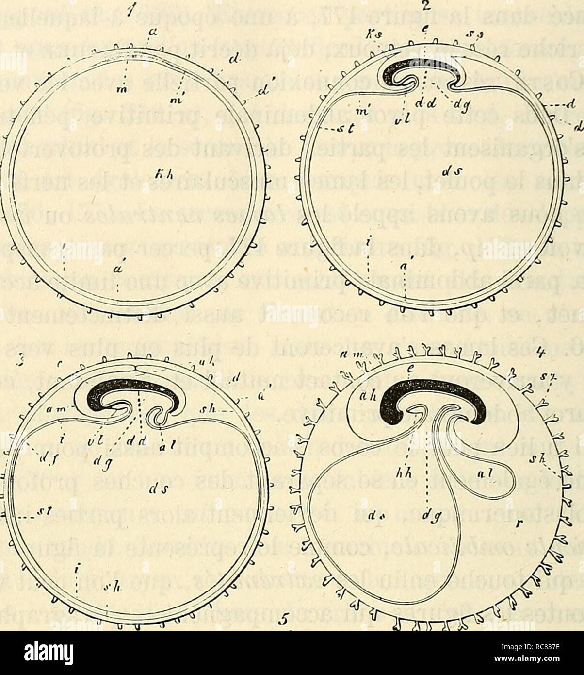 . Embryologie, ou TraitÃ© complet du dÃ©veloppement de l'homme et des animaux supÃ©rieurs. Embriologia; embriologia. 270 PREMIER DEVELOPPEMENT EMBRYONNAIRE. dÃ©rivant du feuillet moyen. La formation des replis amniotiques un pour effet de sÃ©parer la zoppo vasculaire du feuillet moyen, c'est-Ã -. '^'^^RR^^. Si prega di notare che queste immagini vengono estratte dalla pagina sottoposta a scansione di immagini che possono essere state migliorate digitalmente per la leggibilità - Colorazione e aspetto di queste illustrazioni potrebbero non perfettamente assomigliano al lavoro originale. KÃ¶lliker, Albert, 1817-1905. Parigi : Reinwald Foto Stock