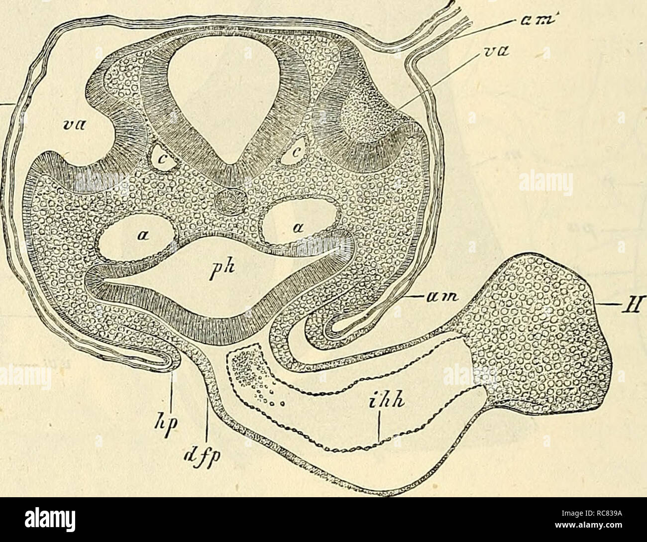 . Embryologie, ou TraitÃ© complet du dÃ©veloppement de l'homme et des animaux supÃ©rieurs. Embriologia; embriologia. 216 PREMIER DEVELOPPEMENT EMBRYONNAIRE. Organe auditif. Organe de l'olfatto. gÃ©nÃ©tiquement Ã la rÃ©rebbio. Le Cristallin forme, au stade de la figura 131, une vÃ©sicule creuse Ã paroi Ã©paisse, largement ouverte au dehors; cet orifizio de la Fossette cristallina voit se Ã©galement dans la figura 126, avec des dimensioni Ã peu prÃ¨s semblables; dans la figura 127, ce n'est plus qu'onu tout petit trou. Nous avons laissÃ© Y organe auditif Ã l'Ã©tat d'une capsule, ta- pissÃ©e en deda Foto Stock