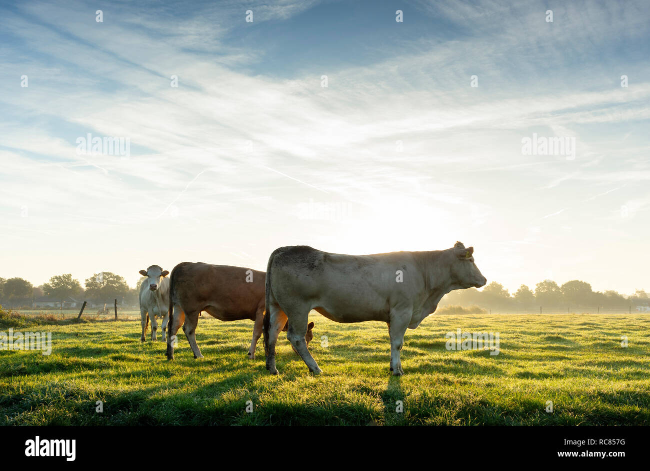 Le vacche in piedi in campo nei primi giorni di sole del mattino, Paesi Bassi Foto Stock