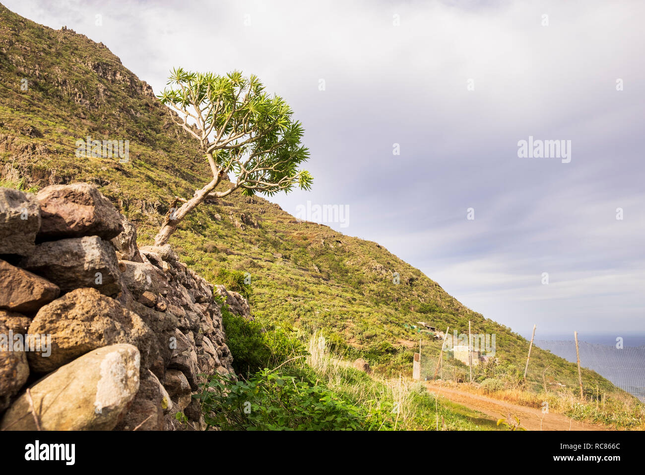 Tabaiba roja, Rosso di euforbia, Euphorbia Atropurpurea crescente sul lato di una via nel punto del Hidalgo, Anaga, Tenerife, Isole Canarie, Spagna Foto Stock