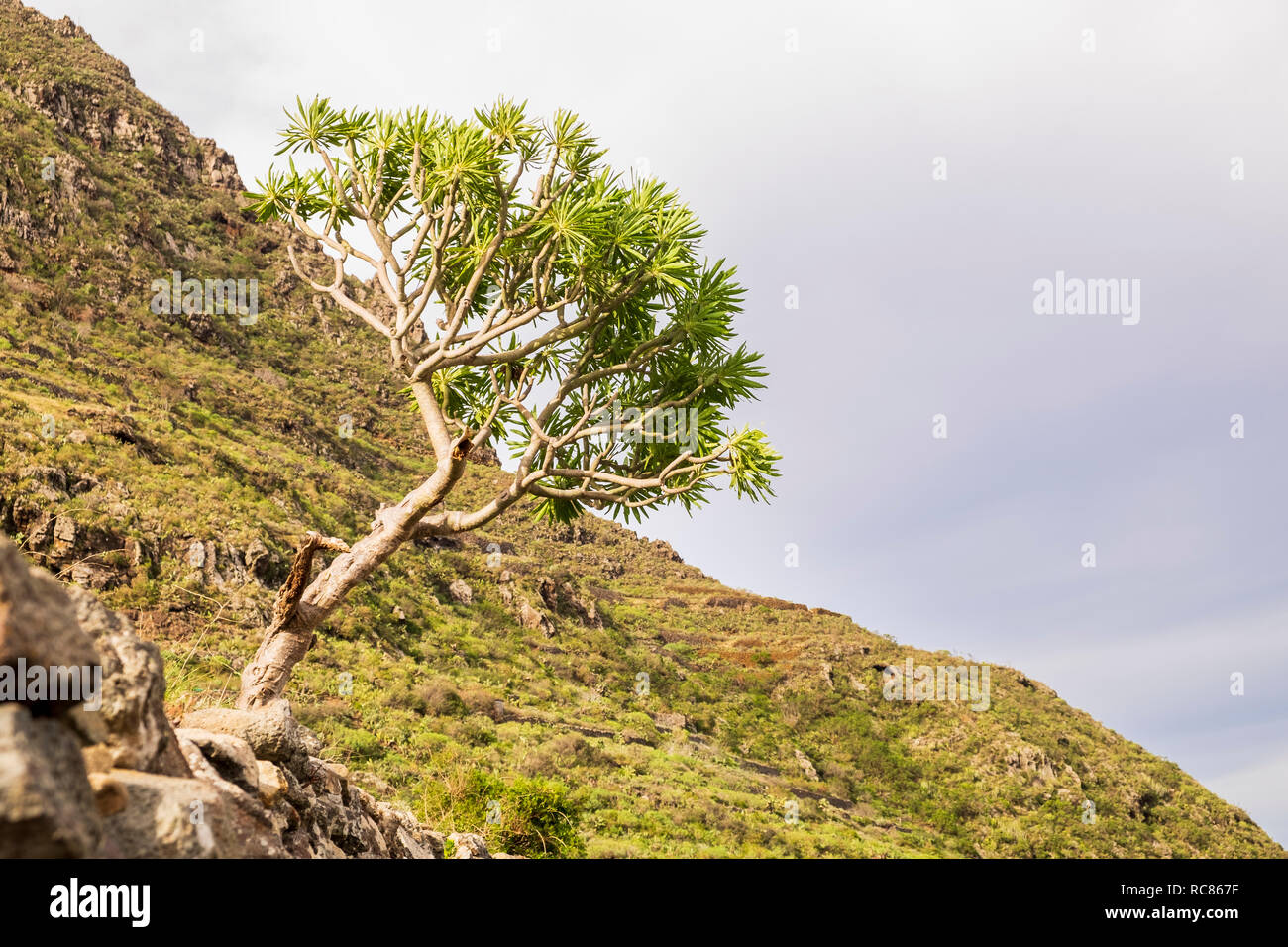 Tabaiba roja, Rosso di euforbia, Euphorbia Atropurpurea crescente sul lato di una via nel punto del Hidalgo, Anaga, Tenerife, Isole Canarie, Spagna Foto Stock