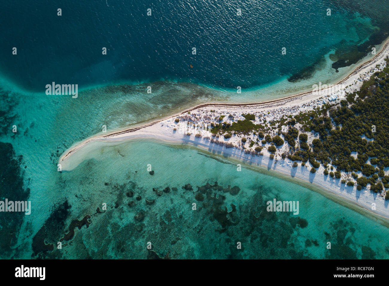 Vita della barriera corallina e Cay, Alacranes, Campeche, Messico Foto Stock